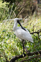 the royal spoonbill is preening himself