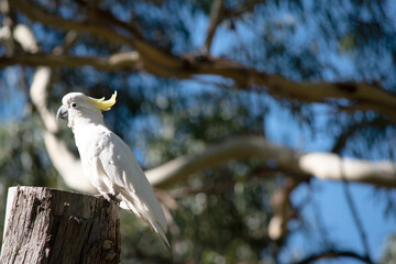 this is a side view of a sulphur crested cockatoo