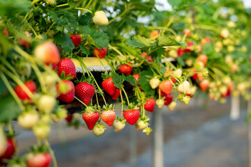 delicious ,fresh strawberries hanging on the bushes