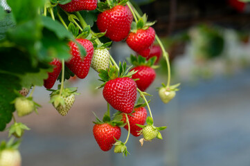 delicious ,fresh strawberries hanging on the bushes