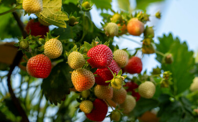 delicious ,fresh strawberries hanging on the bushes