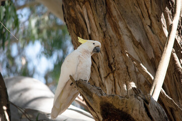 The sulphur crested cockatoo is perched on a tree