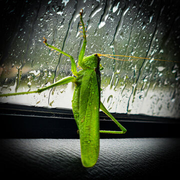 grasshopper on a car window.rainy outside 