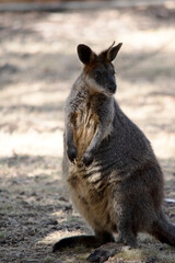 this is a female swamp wallaby