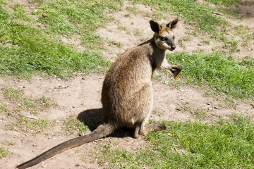 the swamp wallaby is holding a leaf