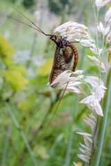 Mayfly hiding in the grass
