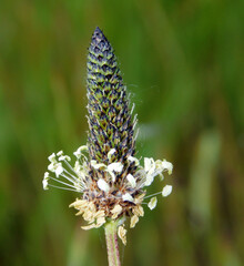 Ribwort plantain (Plantago lanceolata) is a perennial herbaceous plant found in Europe, North America, Latin America, and western Asia.