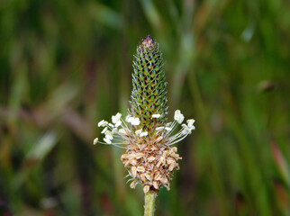 Ribwort plantain (Plantago lanceolata) is a perennial herbaceous plant found in Europe, North America, Latin America, and western Asia.