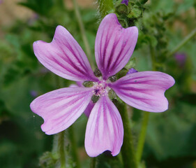 purple flower of mallow in wild nature