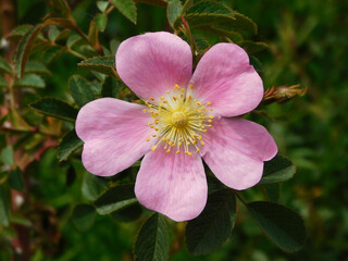 wild rose with yellow filaments in macro