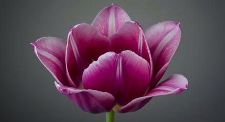 Vibrant pink tulip blossom with elegant petals on a soft gray background