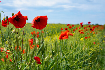 Gorgeous poppy flowers in a wheat and rapeseed field under a blue sky.