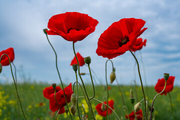 Gorgeous poppy flowers in a wheat and rapeseed field under a blue sky.