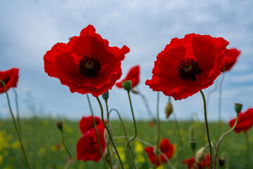 Gorgeous poppy flowers in a wheat and rapeseed field under a blue sky.