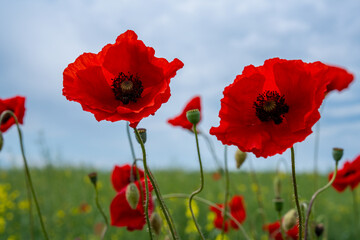 Gorgeous poppy flowers in a wheat and rapeseed field under a blue sky.