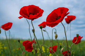Gorgeous poppy flowers in a wheat and rapeseed field under a blue sky.