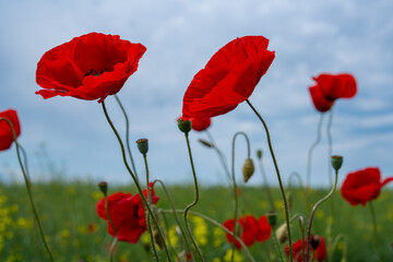 Gorgeous poppy flowers in a wheat and rapeseed field under a blue sky.