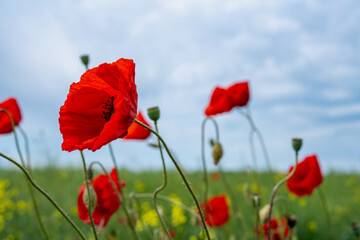 Gorgeous poppy flowers in a wheat and rapeseed field under a blue sky.