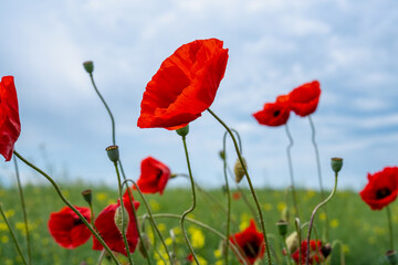 Gorgeous poppy flowers in a wheat and rapeseed field under a blue sky.