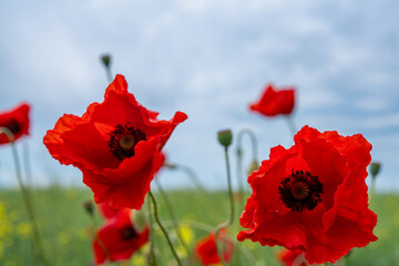 Gorgeous poppy flowers in a wheat and rapeseed field under a blue sky.