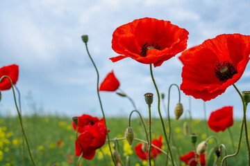Gorgeous poppy flowers in a wheat and rapeseed field under a blue sky.