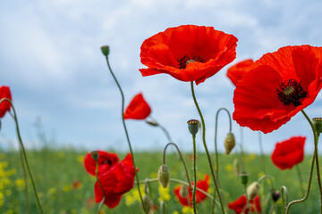 Gorgeous poppy flowers in a wheat and rapeseed field under a blue sky.