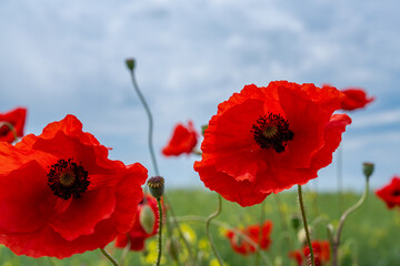 Gorgeous poppy flowers in a wheat and rapeseed field under a blue sky.