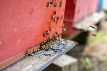 close-up of bees in flight bringing pollen and honey to their hive.
