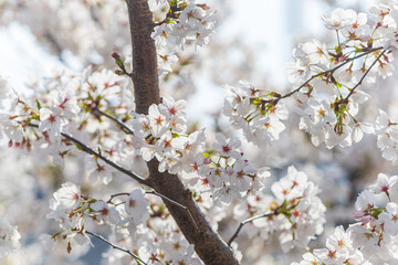 Obraz premium Close up sakura cherry blossom in full bloom. Spring atmosphere, Japan.