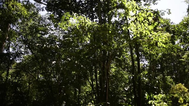The Amazon rainforest in Manu National Park, Peru