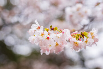 Close up sakura cherry blossom in full bloom. Spring atmosphere, Japan.
