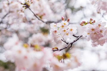 Close up sakura cherry blossom in full bloom. Spring atmosphere, Japan.