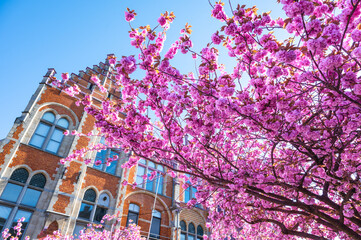 Double Cherry Blossoms in Ghent, Belgium.