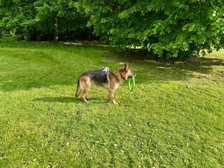 A German Shepherd dog standing on a sunny lawn with a green ring toy in its mouth. The scene is set...