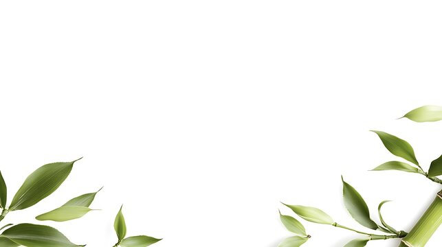 Bamboo leaves border with white background.