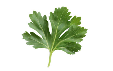 Leafy green plant with a stem