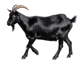 black bengal goat breed isolated on white
