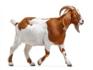 boer brown and white goat isolated on white