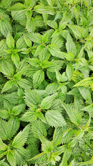 Top view of dense stinging nettle plants with textured green leaves