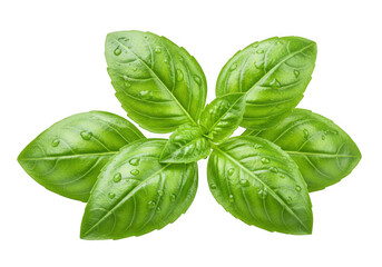 Fototapeta premium Fresh basil leaves isolated on transparent background