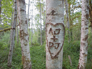  Concept photo of tree with initials.