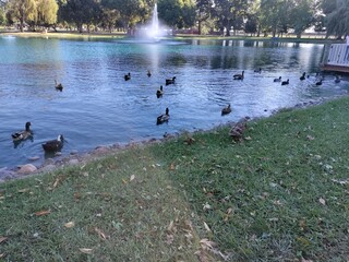 ducks on the lake