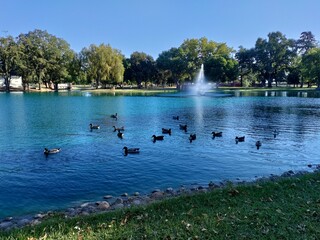 ducks on the lake