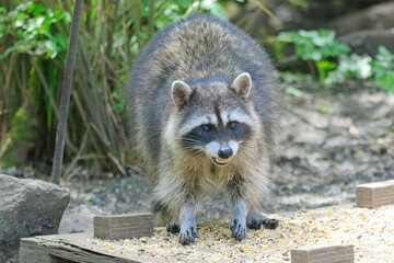  Raccoon guarding his bird feeder.