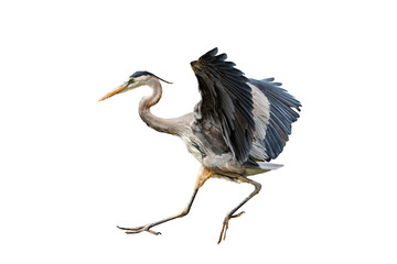Great Blue Heron (Ardea herodias) Photo, on an Isolated Transparent PNG Background