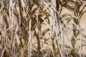 Dry golden straw texture illuminated by sun light. Organic abstract pattern of dried grass or reed. Natural wall backdrop for summer holiday resort design or tropical vacation concept.