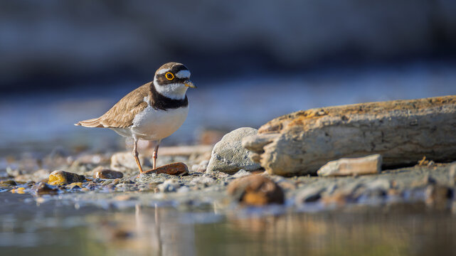 little ringed plower