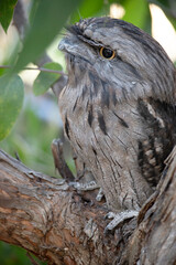 this is a close up of a tawny frogmouth