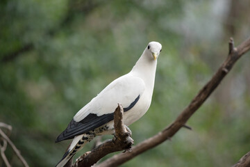 the pied Torresian Imperial Pigeon is perched on a branch