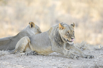 Lion starting to move over arid Kalahari Desert sand to stalk its prey